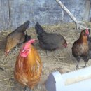 청리농장 이미지