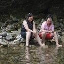 지동초 이미지
