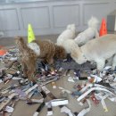 엔젤라독 이미지