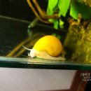 노란달팽이 이미지