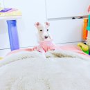 보성이탈리안그레이하운드 이미지