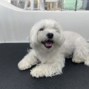 동글동글 애견미용실 이미지