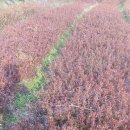 죽청마을 이미지