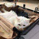 허브설레임 | 스페인 신혼여행 1* 인천국제공항 1터미널 스카이허브라운지 24시간 후기(신한Sol 트래블카드 라운지 무료)