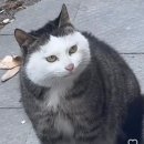 바른 고양이