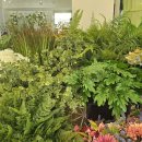 라피오레 | 축하, 집안 분위기 확 바꾸는 실내조경 마법!