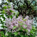 묵정공원 Daum카페