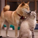 개와고양이 이미지