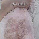 3377 | 고양이 피지가 생기는원인 ~ 고양이피지관리 대전고양이미용실 페르시안캣