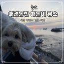 마량포 해넘이.해돋이 축제 | 충남 해돋이 명소 서천 마량포 애견동반 일출 후기