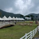 형제목장 | 증평 벨포레 목장 양몰이공연 시간 놀이공원 청주 근교 아이랑