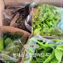 무농약 봉채소로 즐기는 신선한 유럽피안채소 솔직후기