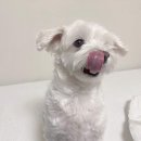 똘이엄마수제간식 이미지