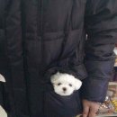 개귀여워 이미지