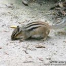 CHIPMUNK