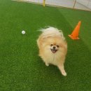 놀러오개(도화점) 이미지