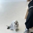 청주 송절동 스튜디오 노즈밀 만삭촬영 후기