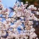 4월 10일 마이산(벚꽃축제)정기산행!! 이미지