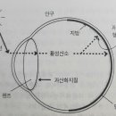 백내장도 맨발걷기로 좋아집니다 이미지