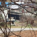 금치농장 이미지