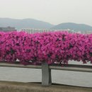 한국식물병원 이미지
