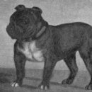 불독(bulldog) 이미지
