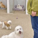 뭉티의 하루 이미지