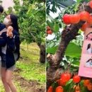 새콤달콤체리농장 이미지