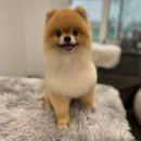 김해 강아지분양 고양이분양 도그하우스 외동점 | 말티즈 특징, 성격, 털빠짐 및 몸무게, 주요 질병, 수명 등 알아보자