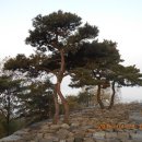 파사성 소나무 Daum카페