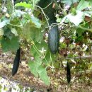 창조농장 이미지