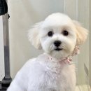 꼬동이네 | 중곡동 애견미용 첫 방문 후기, 우리 꼬동드툴레아의 배냇미용 데이