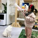 버만캣패밀리 이미지