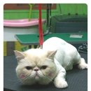 모모애견샵 이미지