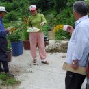 복실강아지 이미지