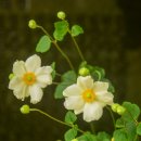 아네모네 이미지