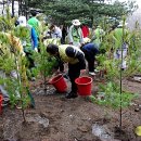 4월 5일 식목일(植木日) Arbor Day 유래 . 이미지