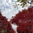 단풍펜션 이미지