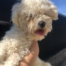 청곡사료 | 포인핸드에서 만난 가족을 소개함니다