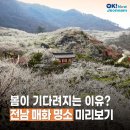 🌺매화 명소들 봄꽃축제 기간 이미지