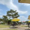 구름이 쉬는 나무 이미지