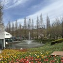 백만정비 | 아산 아이랑, 백만송이 튤립 수선화 축제, 피나클랜드 방문 후기