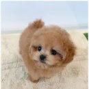 온퍼피 프리미엄 전주강아지분양 본점 이미지