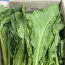 서진농장 | 돌산갓김치 밥도둑 종결자! 🍚 여수특산품으로 만든 인생 김치 후기