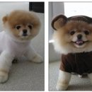 예쁜강아지 - 부산진구 당감로 26-1 | 예쁜강아지