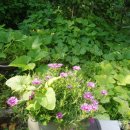 하얀민박 이미지