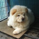 차우