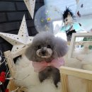 윤애견미용 이미지