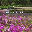 (주)대신환경 | 단양 소백산 철쭉제 영주 비교 일정 개화시기 주차 등산코스 총정리