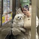 월 스트리트 애견유치원 이미지